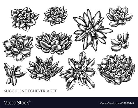 Succulent Black White royalty.